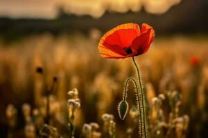 magnifique blé champ dans le coucher du soleil et une coquelicot, ai génératif photo