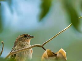 les Seychelles fourré oiseau à l'intérieur le noir perle arbre, brouiller arrière-plan, mahe les Seychelles photo