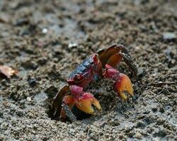 rouge griffe Crabe près le plage dans le foncé sol creusement ses trou, mahe les Seychelles photo