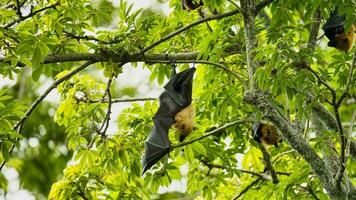 des fruits chauves-souris remise à l'intérieur le botanique jardin dans le coton arbre, mahe les Seychelles photo