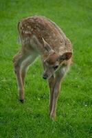 cerfs sur une champ dans Allemagne photo