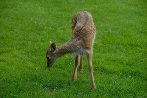 cerfs sur une champ dans Allemagne photo