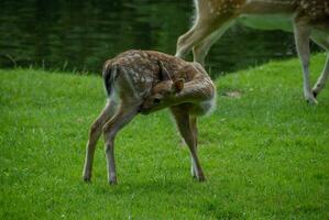 cerfs sur une champ dans Allemagne photo