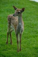 cerfs sur une champ dans Allemagne photo