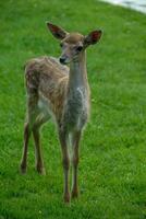 cerfs sur une champ dans Allemagne photo