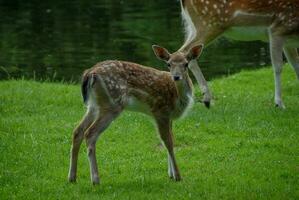 cerfs sur une champ dans Allemagne photo