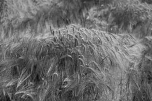 blé dans Allemagne photo