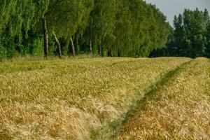 le village de weseke en allemagne photo