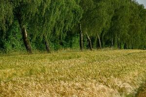 le village de weseke en allemagne photo