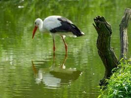 cigognes en allemagne photo