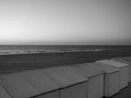 de haan à le Nord mer dans Belgique photo