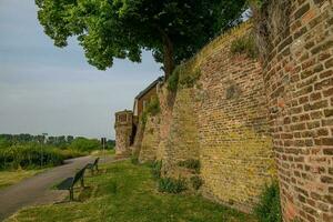 rees au bord du rhin photo