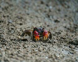 rouge griffe Crabe près le plage dans le foncé sol creusement, mahe les Seychelles photo
