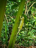 le les Seychelles caméléon est un de le deux différent espèce de endémique caméléons a trouvé dans les Seychelles, mahe les Seychelles. photo