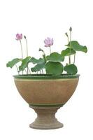 beau lotus indien violet ou haricot d'inde fleurit en pot isolé sur fond blanc inclus un tracé de détourage. photo