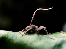 une mort fourmi infecté avec le cordyceps champignon, aussi connu comme le zombi champignon. photo