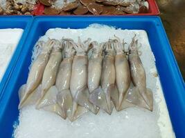 rangée de splendide calamars sur la glace dans bleu Plastique boîte. photo