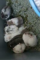 adorable visages de peu mignonne coloré hamsters photo
