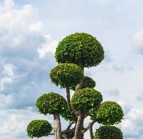 arbre d'ornement pour le jardinage domestique photo