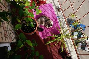 une terrasse d'été ouverte avec des plantes et un chat sur un tapis photo