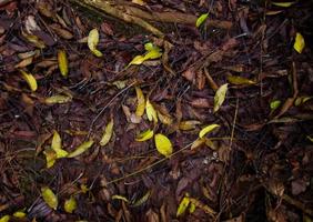 feuilles de sol de la jungle photo