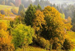 feuillage d'automne à asiago photo