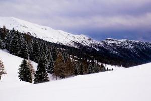 pins et neige photo