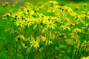 Texas Jaune fleurs sauvages photo