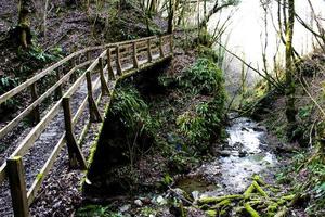 pont en bois en forêt