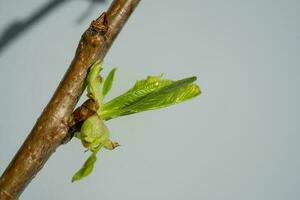 une branche avec Frais vert épanouissement feuilles. photo