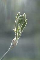 une branche avec Jeune feuilles dans Naturel conditions dans printemps. photo