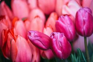 une arbre avec rose fleurs dans le printemps photo