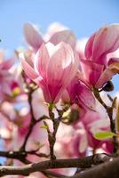 Magnolia en fleurs au printemps des fleurs sur un arbre contre un ciel bleu
