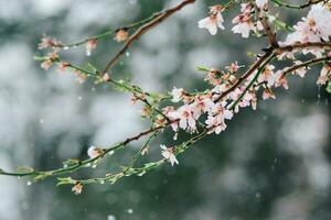 proche en haut de neige sur le fleurs- neige sur le des arbres photo