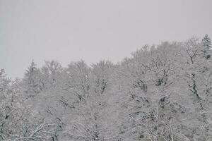 proche en haut de neige- hiver dans le bois photo