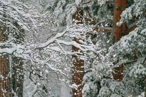 proche en haut de neige- hiver dans le bois photo