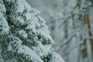 proche en haut de neige- hiver dans le bois photo