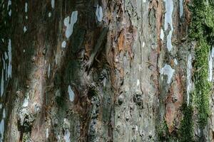Naturel Contexte avec le texture de le écorce de une réel arbre. photo