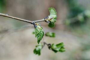 une branche avec Jeune feuilles sur une flou Naturel Contexte. photo