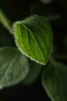 macro la photographie de plante feuilles sur une foncé Contexte. photo