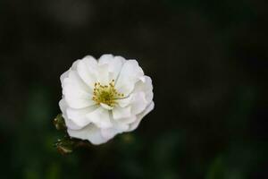 blanc fleur de Rosa canina sur une Naturel vert Contexte. photo