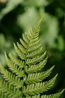 athyrium filix femina sur une Naturel vert Contexte. photo