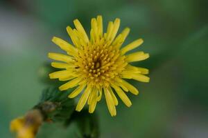 une brillant Jaune pissenlit sur une vert floue Contexte dans la nature. photo