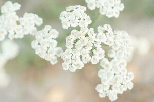 lumière et lumière Contexte de le floraison achillée setacées. photo