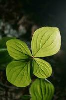 Paris quadrifolia fermer. une parfait plante goûter. photo