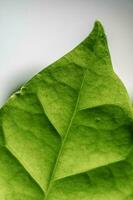 le feuille de le maison plante est fermer. photo