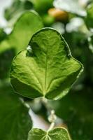 le feuille de le maison plante est fermer. photo