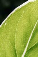 le feuille de le maison plante est fermer. photo