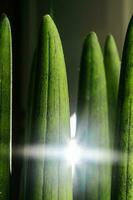 sansevieria cylindrique fermer avec lumière. abstrait Naturel Contexte. photo