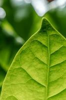 abstrait Contexte de vert feuilles. une proche planifier. photo